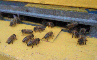 Пчеловодство Челябинской области