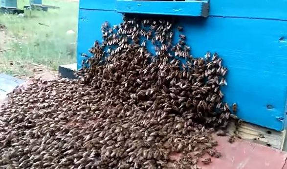 как правильно сделать искусственное роение пчел без поиска матки самым простым способом