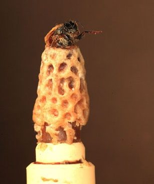 Как подсадить маточник в пчелосемью