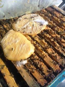 лепешка канди для пчел