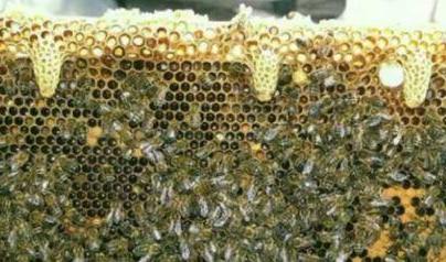 роевые маточники у пчел фото