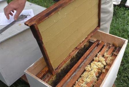 делаем безрасплодные отводки пчел