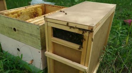 пчелопакеты как пересадить в улей