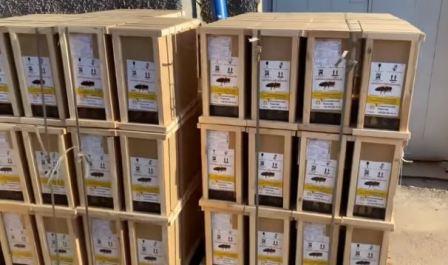 Перевозка пчелопакетов - как организовать транспортировку пчелопакетов