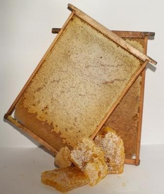 Предлагается опыт белорусского пчеловода в получении больших медосборов на  слабых взятках