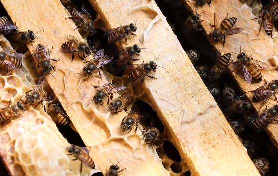 Как не раздавить пчел при осмотре улья