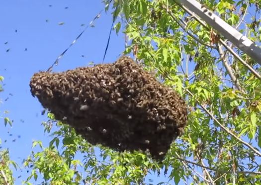 Как происходит процесс роения пчел
