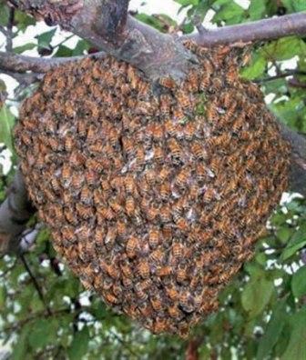 ловля роев пчел ловушками секреты