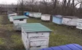 Пчеловодство Кировской области