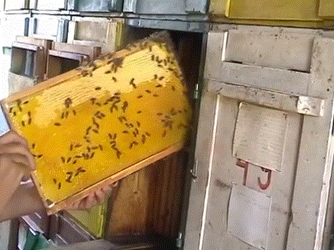 Кассетное содержание пчел