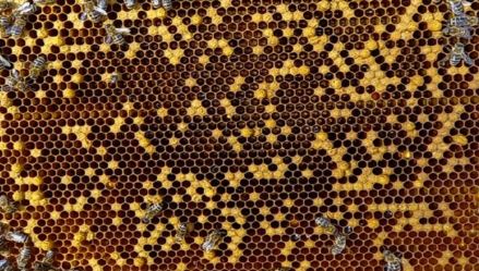 Так выглядит горбатый расплод по вине пчел