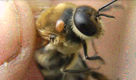 Клещ на взрослой пчеле