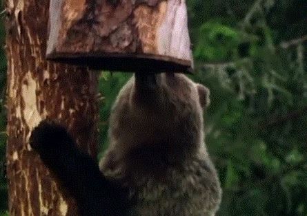 Медведь на бортевой пасеке