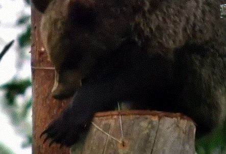 Медведь на бортевой пасеке нашел борть