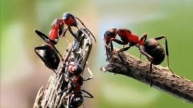 как бороться с муравьями на пасеке в ульях