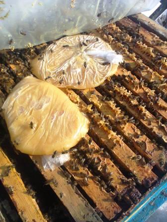 Зимовка серой горной кавказской породы пчел