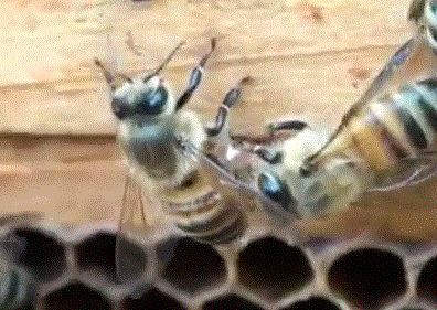 Пчела снимает комочек прополиса с лапки сборщицы прополиса