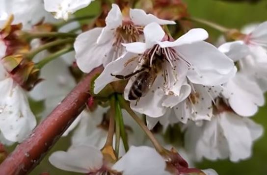 Фото пчела на цветке вишни собирает нектар