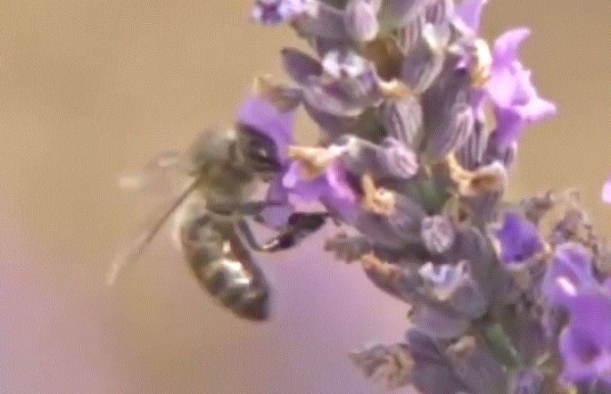 Пчела собирает нектар с лаванды
