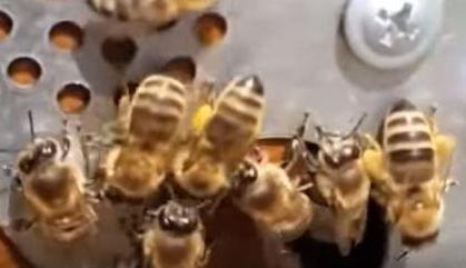 Пчеловодство Курской области