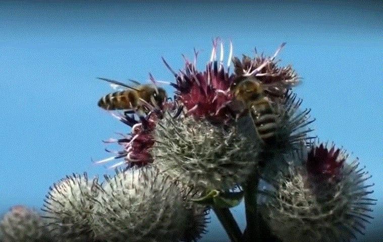 Пчелы на мордовнике