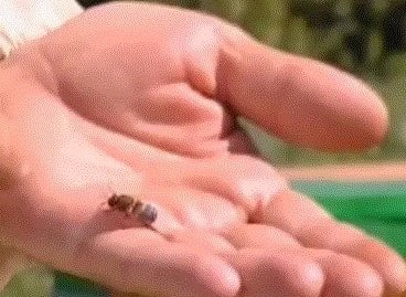 Фото трутень башкирской породы пчел