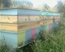 Особенности работы с пчелами в 16 рамочном улье лежаке в Прибалтике