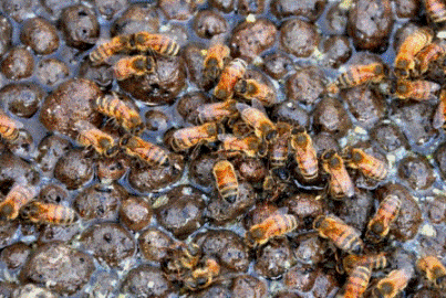 Использование керамзита в пчеловодстве