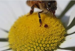 Профилактика варроатоза пчел -как уберечь пчел от варроатоза
