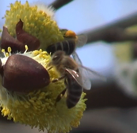 Пчела фото дальневосточные пчелы на иве