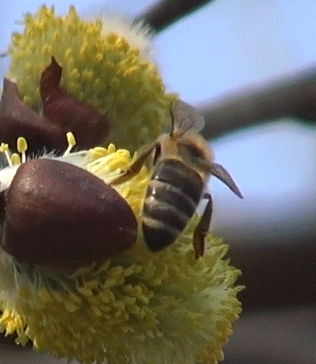 Пчела фото дальневосточные пчелы на иве