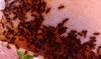 Штамм карники Скленар Штамм карники Скленар