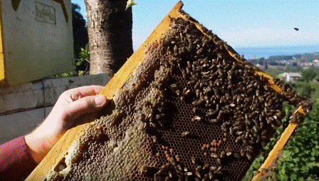 Серые горные кавказские пчелы и некоторые их биологические особенности