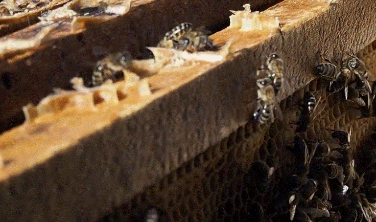 Мегрельская популяция серой горной кавказской пчелы  распространена в Западной Грузии, пчела мирная и медоносная.
