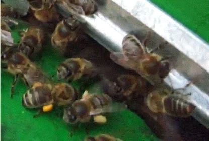 Среднерусские пчелы красноярской популяции