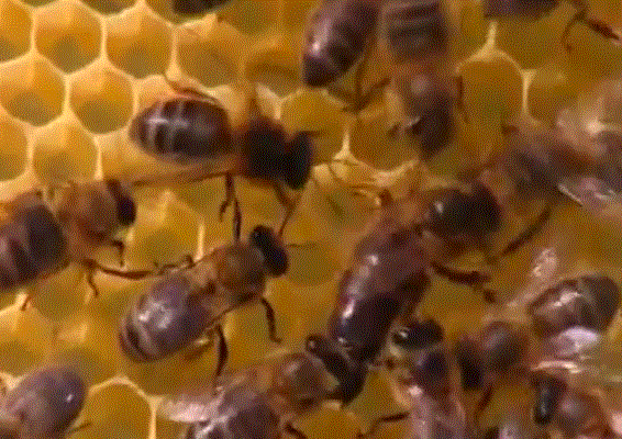 Пчела фото - среднерусская пчела