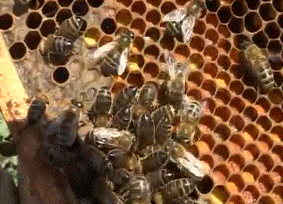 Пчела фото - среднерусская пчела