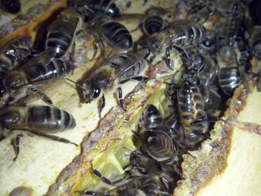 Пыльцевая продуктивность на доннике желтом и медовая на липовом медосборе пчел среднерусской и серой горной кавказской пород