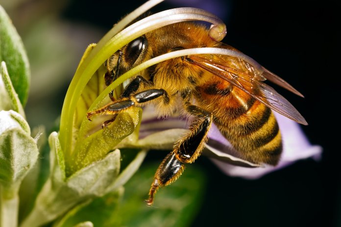 Пчеловодство Карелии 