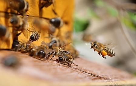 Завершился очередной этап борьбы пчеловодов-бакфаста с пчелой карникой