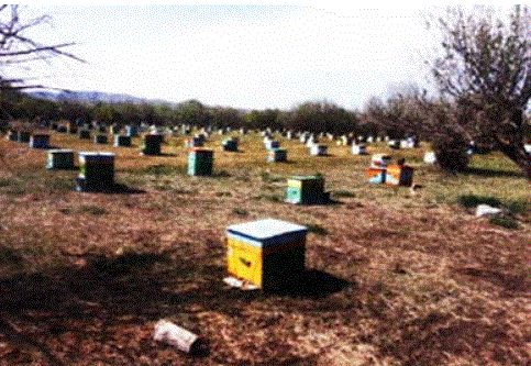 Пчеловодство Монголии