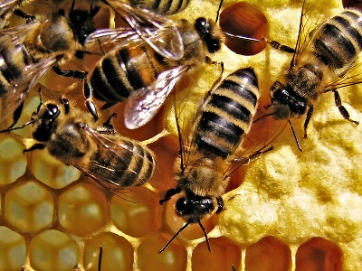 Пчеловодство в Праге