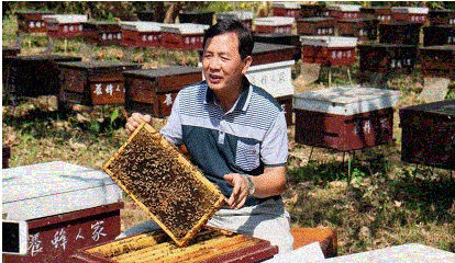 Тайваньские пчеловоды трудятся, как пчелы