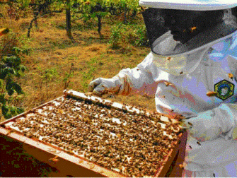 Пчеловодство как инструмент интеграции беженцев в Италии