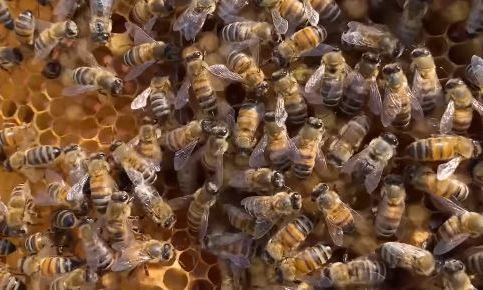 пчелы Узбекистана