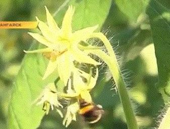 Посещаемость шмелями цветков томата в теплицах