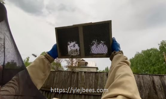 Бессотовые пчелопакеты, преимущества и особенности Бессотовые пчелопакеты, преимущества и особенности