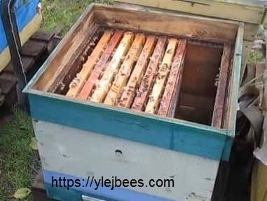 как пересадить пчел осенью в ноябре как пересадить пчел осенью в ноябре