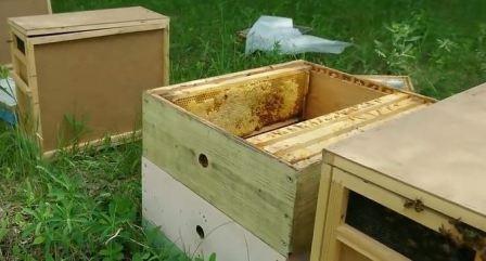 чем отличается пчелопакет от пчелосемьи чем отличается пчелопакет от пчелосемьи