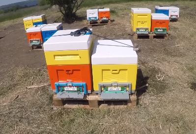 новые материалы и новые технологии в пчеловодстве новые материалы и новые технологии в пчеловодстве